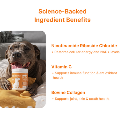 NAD+ Supplement