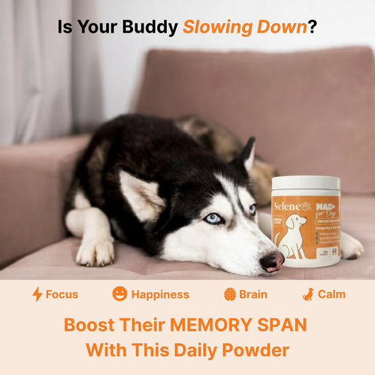 NAD+ Supplement