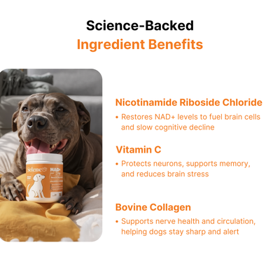 NAD+ Supplement