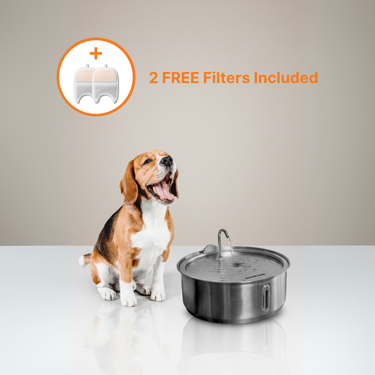 The Dog Fountain
