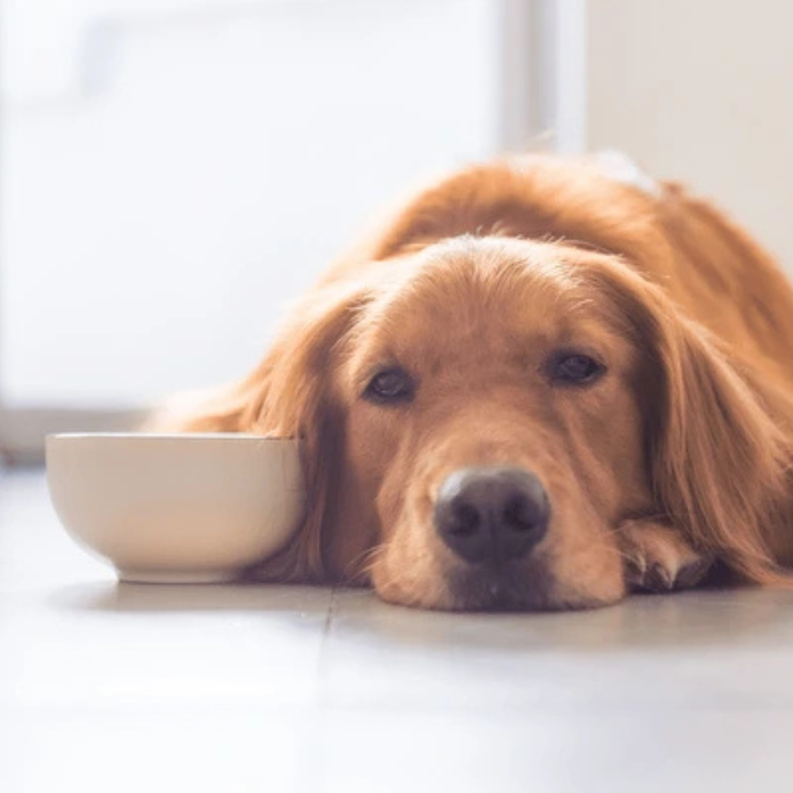 Did You Know: Most Dogs